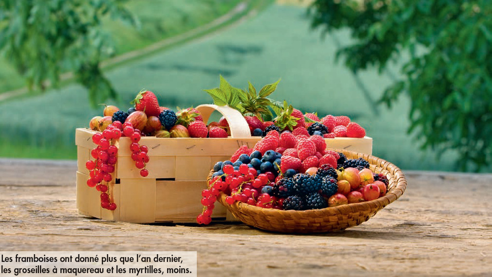 Bonne récolte 2013 pour les fruits