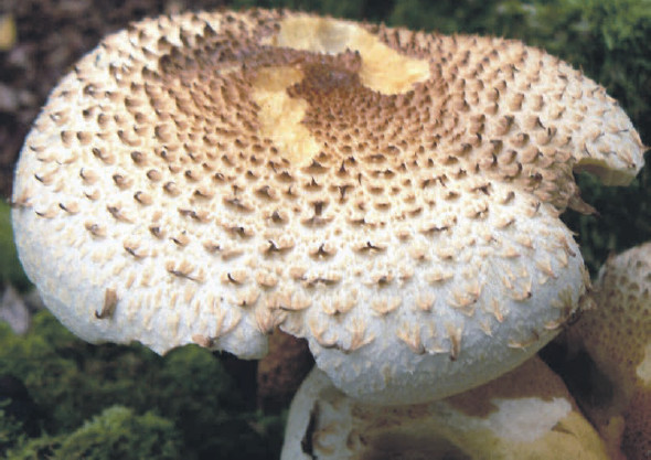 La saison des champignons s’allonge,les contrôles s’effacent­