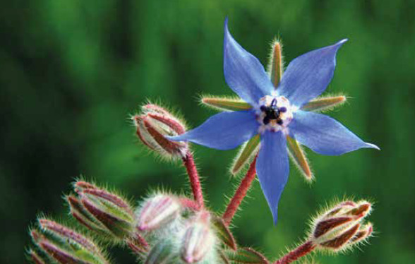 Belles… et bonnes fleurs!