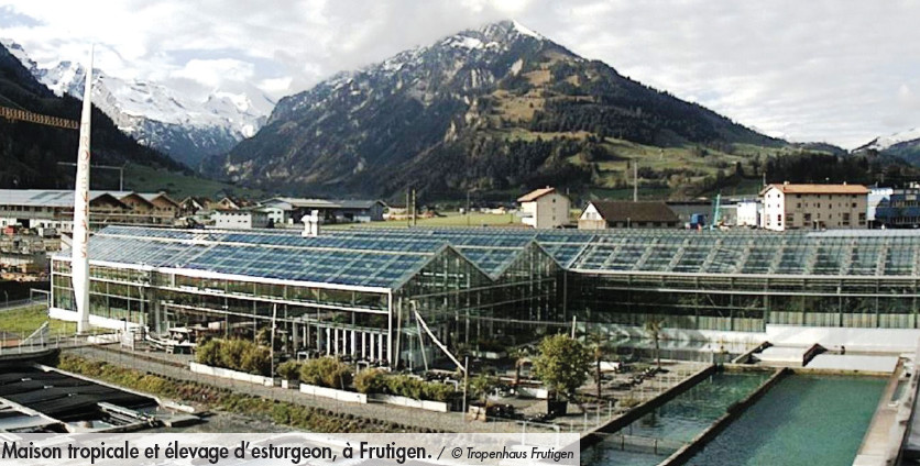 Maison tropicale et élevage d’esturgeon, à Frutigen. / © Tropenhaus Frutigen