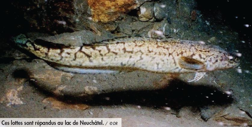 Pêche et poissons du lac de Neuchâtel