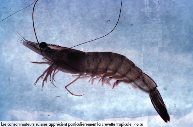 Poissons: nouveau record de consommation en Suisse
