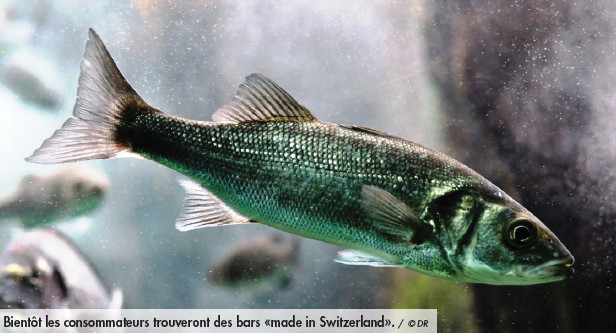 Bientôt des poissons de mer élevés en Suisse?