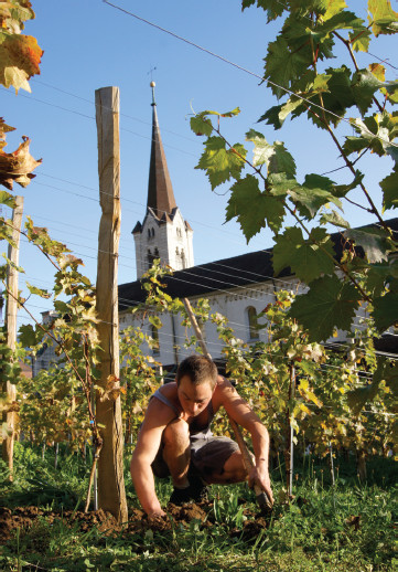 La jeune tradition  des vins du Jura
