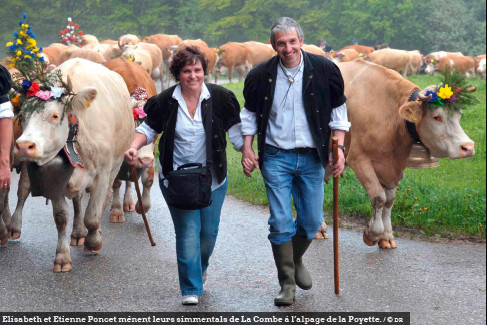 Elisabeth et Etienne Poncet mènent leurs simmentals de La Combe à l’alpage de la Poyette. / © DR