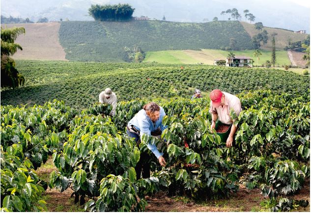 I Gelati, tradition, innovation et durabilité