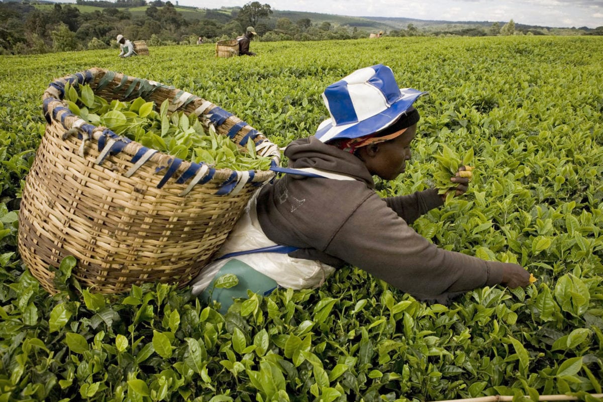 ramasseurs_de_tha_kericho_kenya_1.34mo_photo.jpg