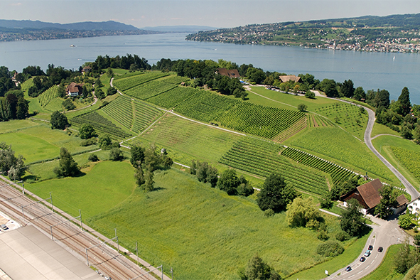 600 hectares de vignes pour le canton de Zurich