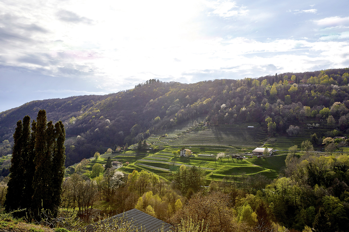 Tessin – Un bel été pour les raisins de la pandémie