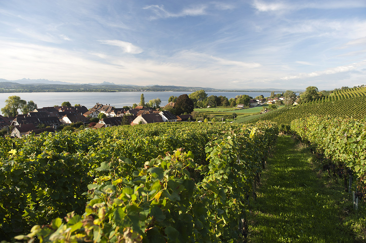 Fribourg – Vignobles du Vully :  diversité et  nouvelle direction