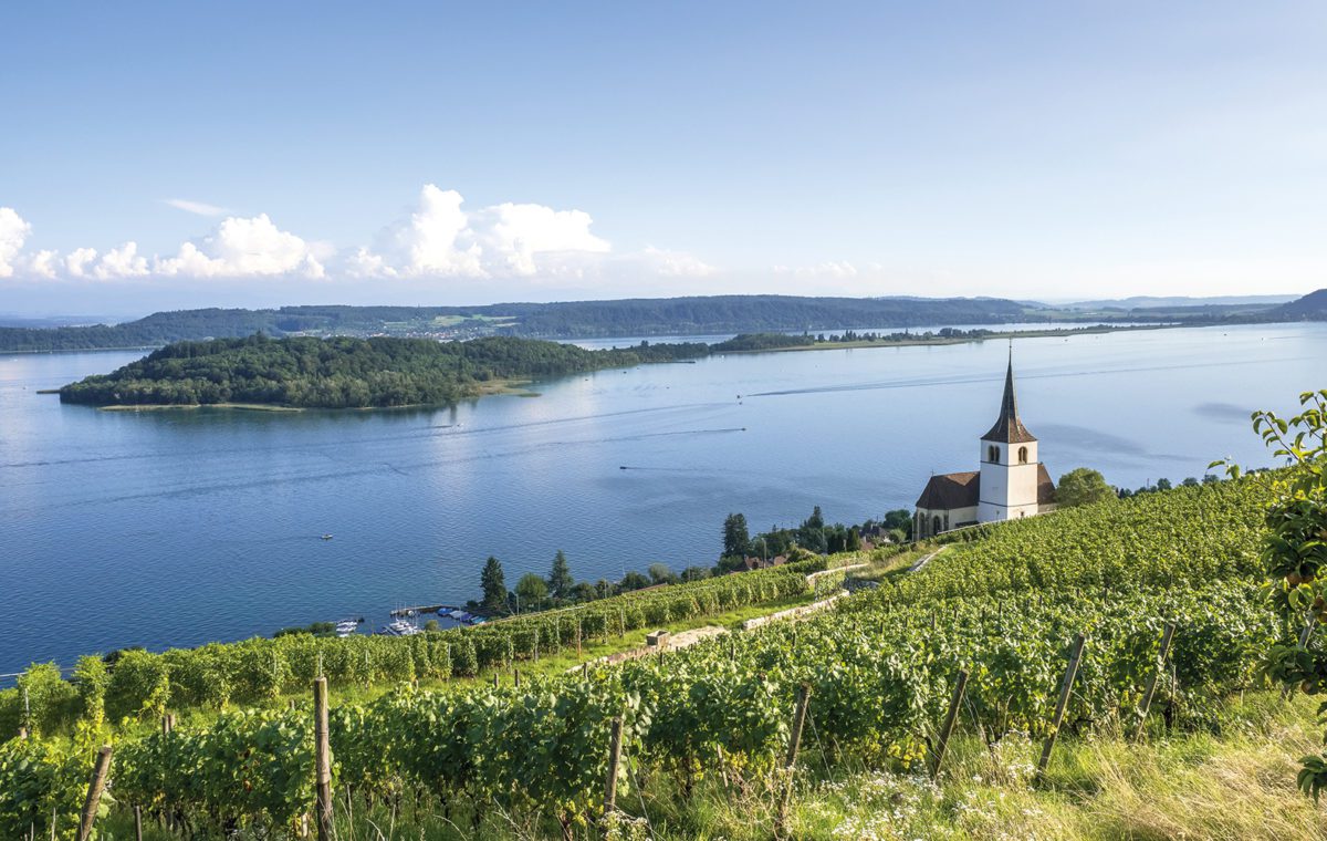 Vignoble du lac de Bienne : une « bonne » récolte historiquement basse