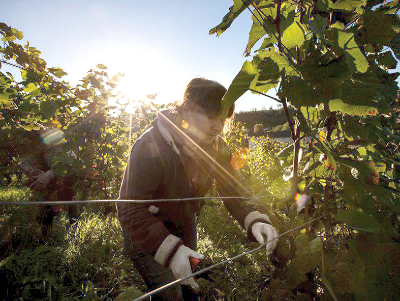 Vignobles de Neuchâtel : une récolte décevante, mais des ventes très réjouissantes