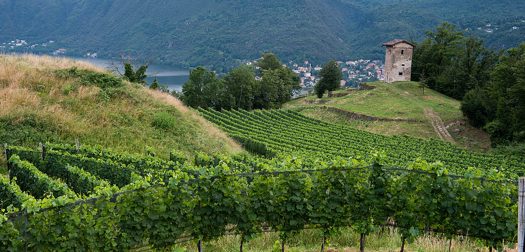 Ombres et lumières sur le vignoble tessinois