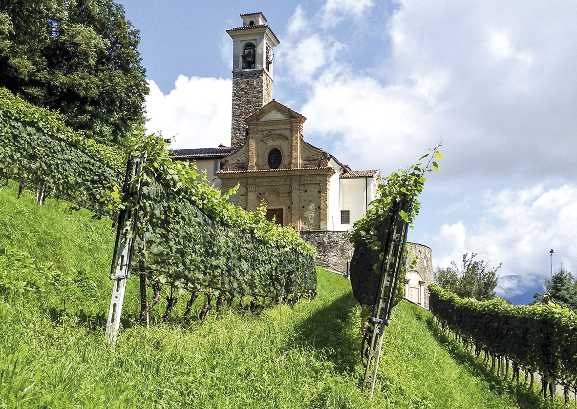 Le vignoble tessinois compte sur la clientèle suisse