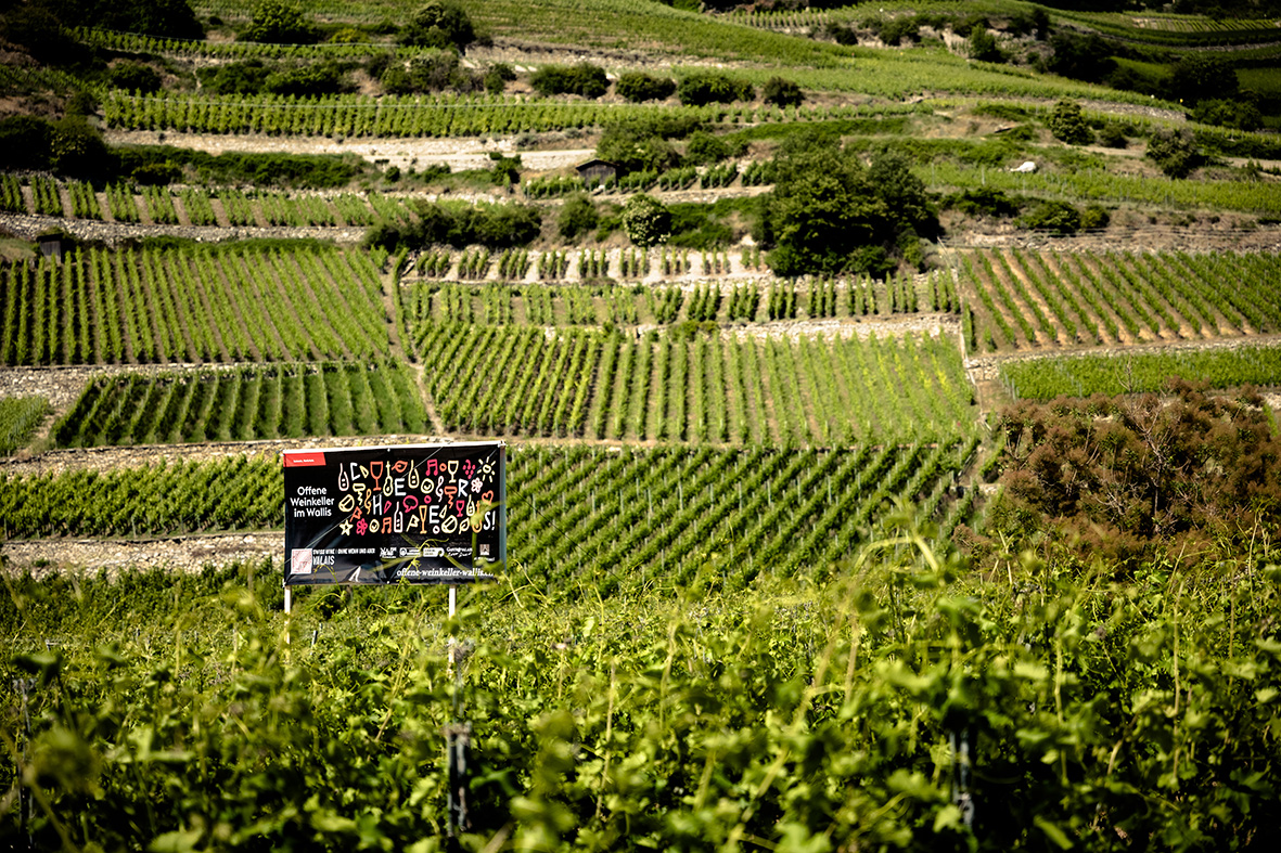 Vins du Valais: un millésime très prometteur