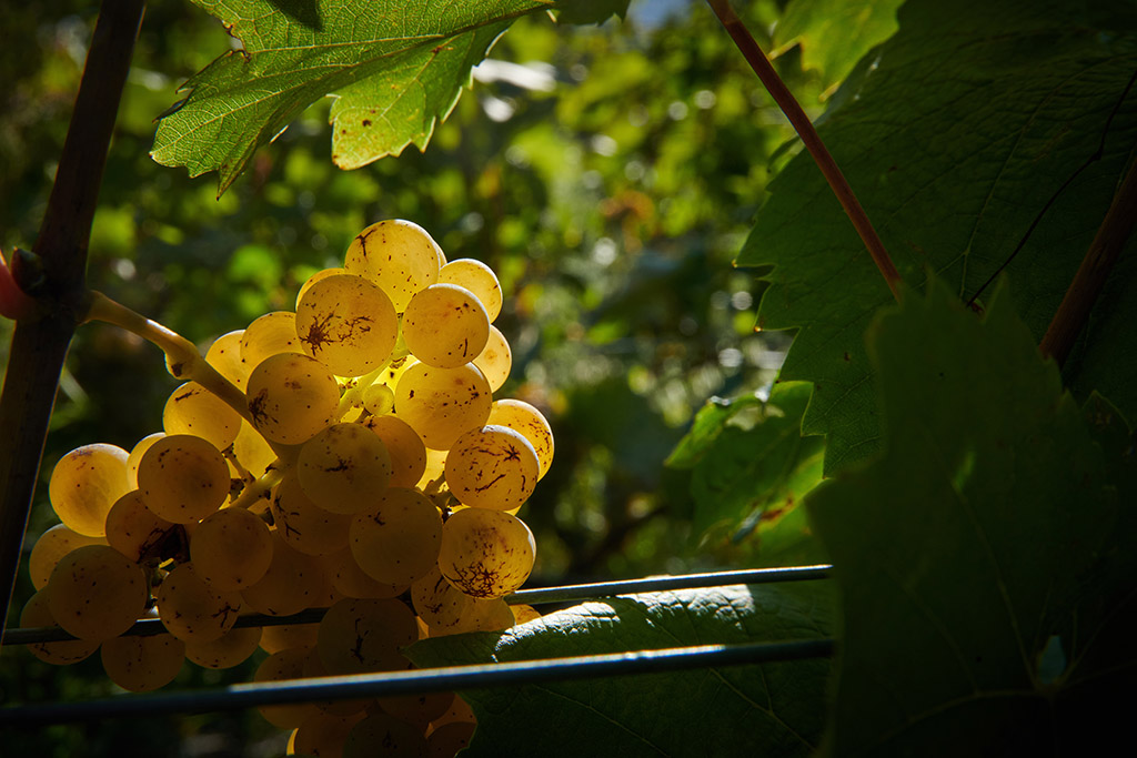 La Petite Arvine de Fully en tournée