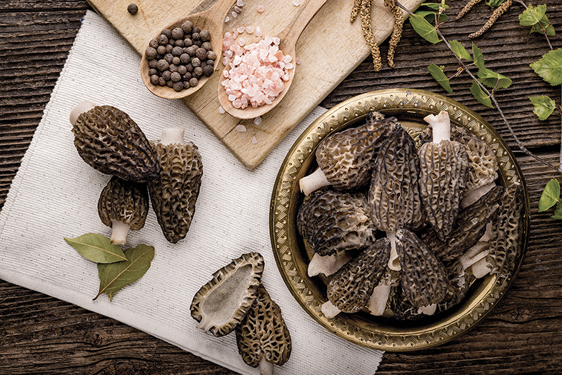 Le grand retour des morilles