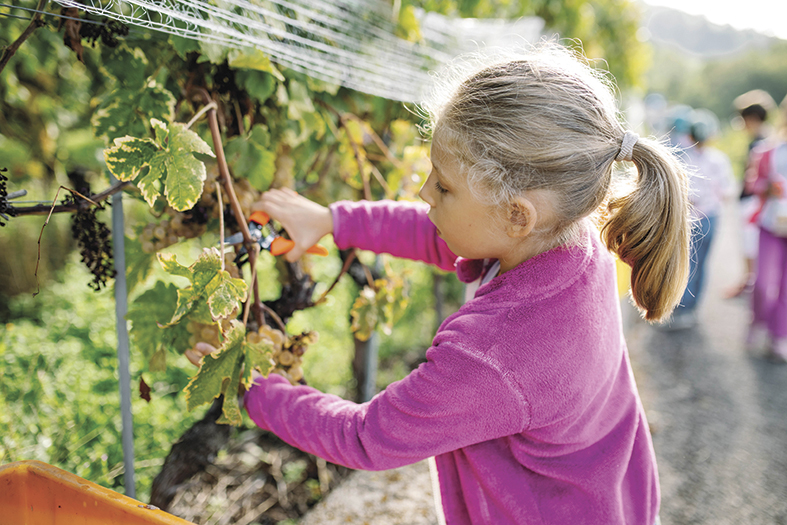 La feuille des vignes: un projet éducatif et immersif  pour les classes de la région