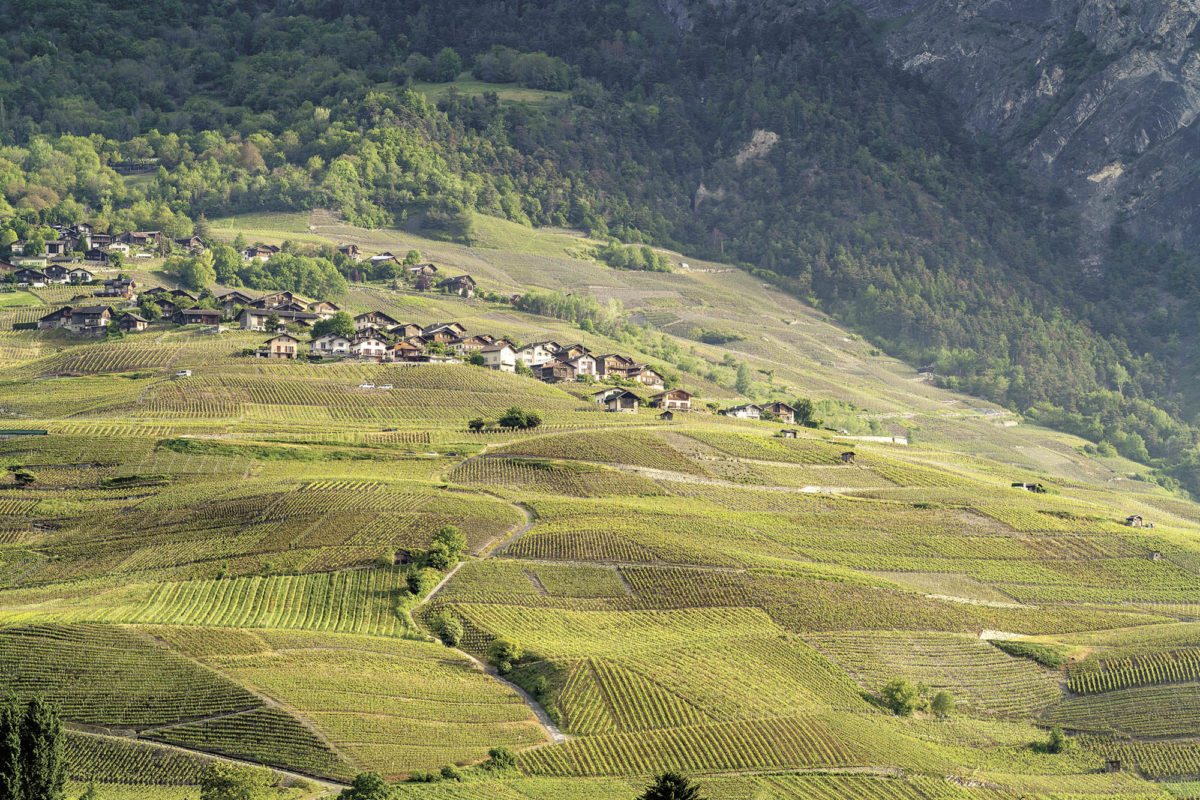 Les Caves Ouvertes des Vins du Valais – Une célébration du vin et de la convivialité