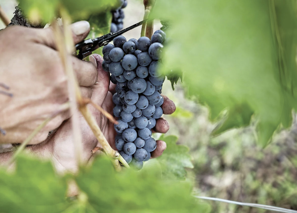 Alex Stauffer: le vigneron qui murmure à ses vignes