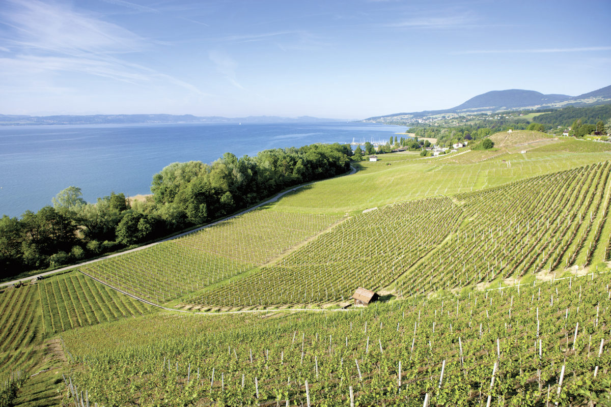 Le Vignoble doit s’adapter au changement climatique