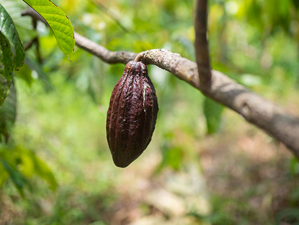 De la fève au produit fini: la passion du chocolat