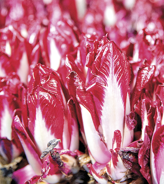 L’endive, un mets de choix