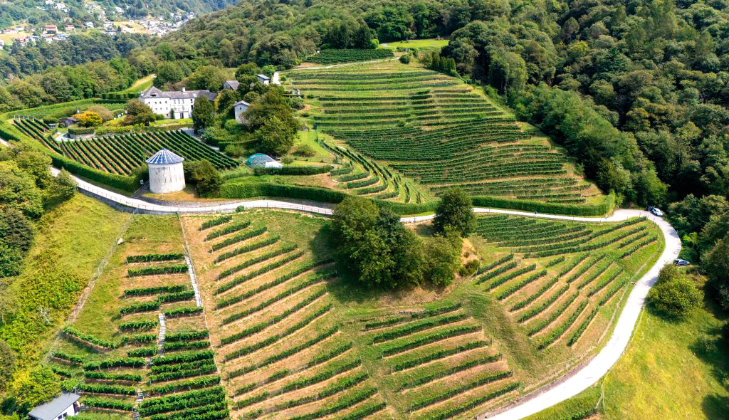 Le nouveau sourire du vin tessinois